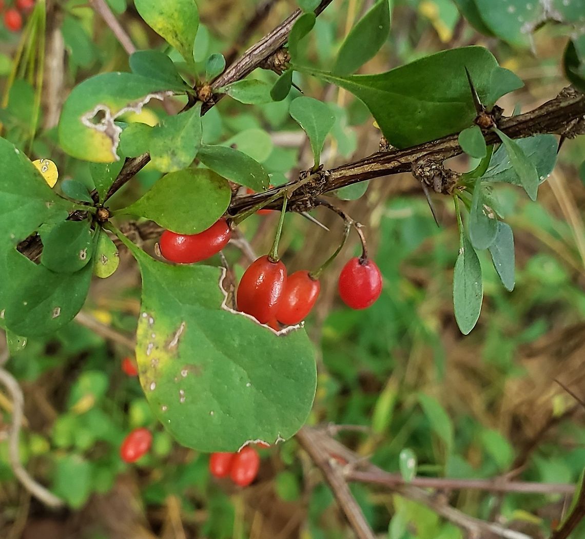 Japanese Barberries At North Tract This is a picture of Japanese Barberries on the North Tract of the Patuxent Research Refuge near Fort Meade, Maryland. Anne Arundel County,Berberis thunbergii,Fall,Geotagged,Japanese barberry,Maryland,Patuxent Research Refuge,United States