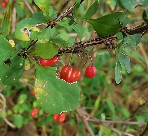 Japanese Barberries At North Tract This is a picture of Japanese Barberries on the North Tract of the Patuxent Research Refuge near Fort Meade, Maryland. Anne Arundel County,Berberis thunbergii,Fall,Geotagged,Japanese barberry,Maryland,Patuxent Research Refuge,United States