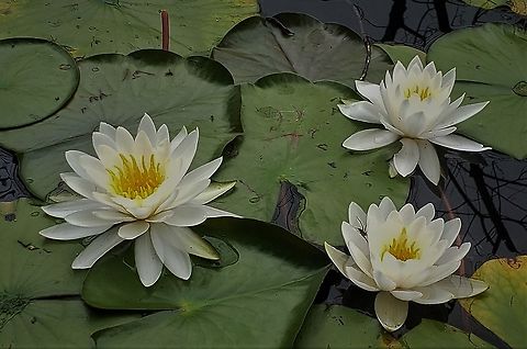 Fragrant Water Lilies At Rieve's Pond This is a picture of Fragrant Water Lilies at Rieve's Pond on the North Tract of the Patuxent Research Refuge near Fort Meade, Maryland. Anne Arundel County,Geotagged,Maryland,Nymphaea odorata,Patuxent Research Refuge,Summer,United States
