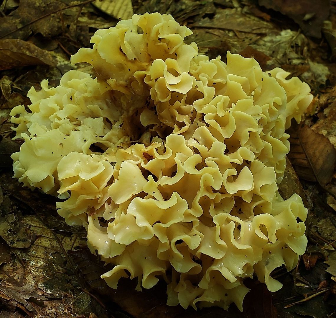 American Cauliflower Mushroom At North Tract This is a picture of an American Cauliflower Mushroom on the North Tract of the Patuxent Research Refuge near Fort Meade, Maryland. American Cauliflower Mushroom,Anne Arundel County,Geotagged,Maryland,Patuxent Research Refuge,Sparassis americana,Summer,United States