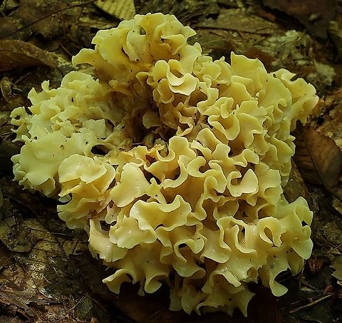 American Cauliflower Mushroom At North Tract This is a picture of an American Cauliflower Mushroom on the North Tract of the Patuxent Research Refuge near Fort Meade, Maryland. American Cauliflower Mushroom,Anne Arundel County,Geotagged,Maryland,Patuxent Research Refuge,Sparassis americana,Summer,United States