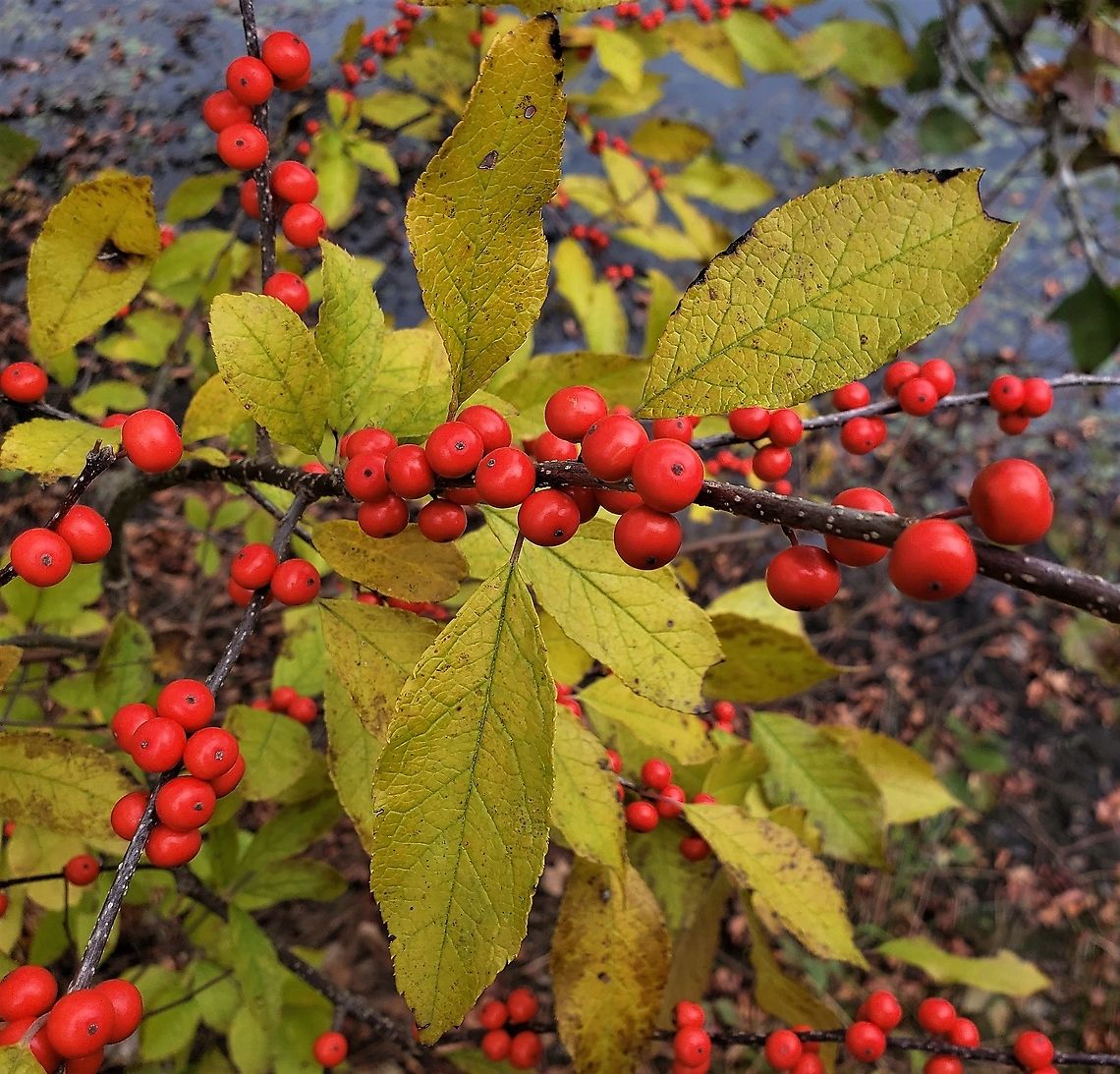Winterberry At New Marsh This is a picture of Winterberries at New Marsh on the North Tract of the Patuxent Research Refuge near Fort Meade, Maryland. Anne Arundel County,Fall,Geotagged,Ilex verticillata,Maryland,Patuxent Research Refuge,United States,Winterberry
