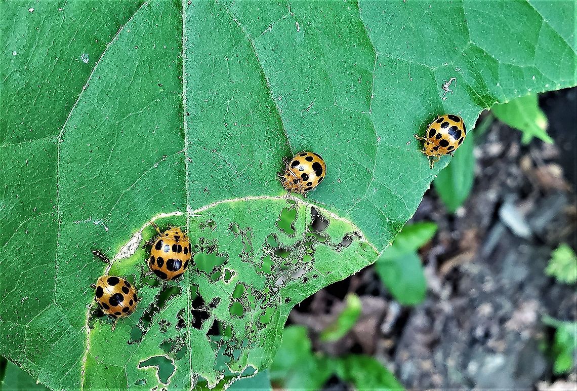 Squash Lady Beetles This is a picture of Epilachna borealis beetles along River Road in Catonsville, Maryland. Baltimore County,Epilachna borealis,Geotagged,Maryland,Squash beetle,Summer,United States