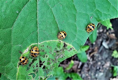 Squash Lady Beetles This is a picture of Epilachna borealis beetles along River Road in Catonsville, Maryland. Baltimore County,Epilachna borealis,Geotagged,Maryland,Squash beetle,Summer,United States