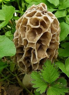 Morchella americana At Patapsco This is a picture of a Morchella americana at Patapsco Valley State Park in Baltimore County, Maryland. Baltimore County,Geotagged,Maryland,Morchella americana,Patapsco Valley State Park,Spring,United States