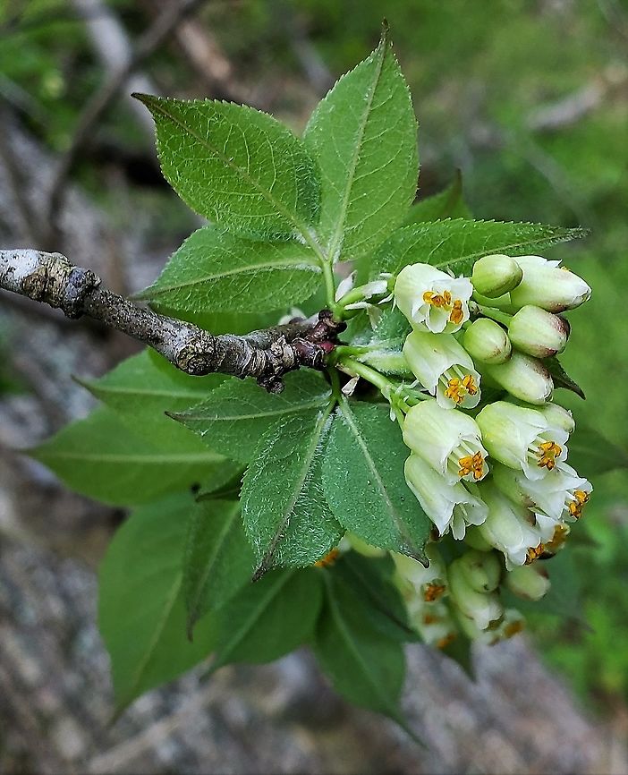 American Bladdernut At Patapsco This is a picture of American Bladdernut along the Grist Mill Trail at Patapsco Valley State Park in Baltimore County, Maryland. American bladdernut,Baltimore County,Geotagged,Maryland,Patapsco Valley State Park,Spring,Staphylea trifolia,United States