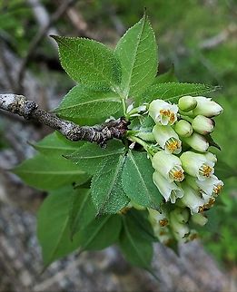 American Bladdernut At Patapsco This is a picture of American Bladdernut along the Grist Mill Trail at Patapsco Valley State Park in Baltimore County, Maryland. American bladdernut,Baltimore County,Geotagged,Maryland,Patapsco Valley State Park,Spring,Staphylea trifolia,United States