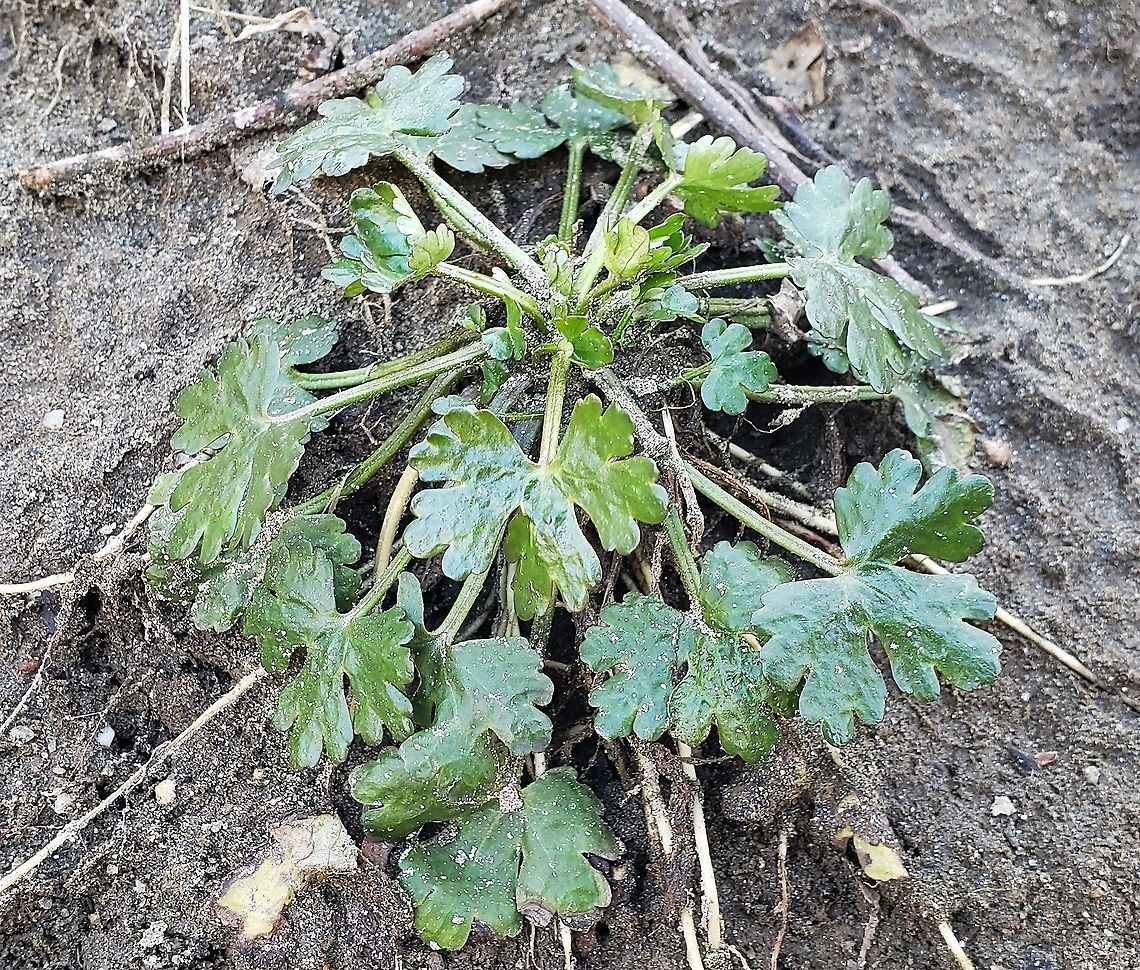 Cursed Buttercup At Patapsco This is a picture of Cursed Buttercup at Patapsco Valley State in Maryland.  Geotagged,Ranunculus sceleratus,United States,Winter