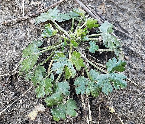 Cursed Buttercup At Patapsco This is a picture of Cursed Buttercup at Patapsco Valley State in Maryland.  Geotagged,Ranunculus sceleratus,United States,Winter