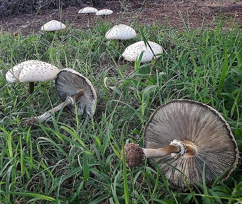Green Spored Parasol At Fort Smallwood Elementary School  Anne Arundel County,Chlorophyllum molybdites,Fort Smallwood Elementary School,Geotagged,Green-spored parasolChlorophyllum molybdites,Maryland,Pasadena,Summer,United States
