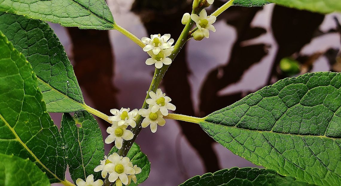 Winterberry Flowers These are Winterberry Flowers at the Jug Bay Natural Area in Upper Marlboro, Maryland. Geotagged,Ilex verticillata,Jug Bay Natural Area,Maryland,Prince George's County,Spring,United States,Upper Marlboro,Winterberry