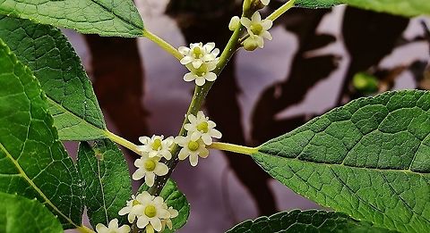 Winterberry Flowers These are Winterberry Flowers at the Jug Bay Natural Area in Upper Marlboro, Maryland. Geotagged,Ilex verticillata,Jug Bay Natural Area,Maryland,Prince George's County,Spring,United States,Upper Marlboro,Winterberry