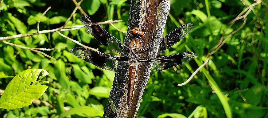 Common Whitetail At Glendening Preserve This is a picture of a Common Whitetail at the Paris Glendening Preserve in Lothian, Maryland. Anne Arundel County,Common Whitetail,Geotagged,Lothian,Maryland,Paris Glendining Preserve,Plathemis lydia,Spring,United States