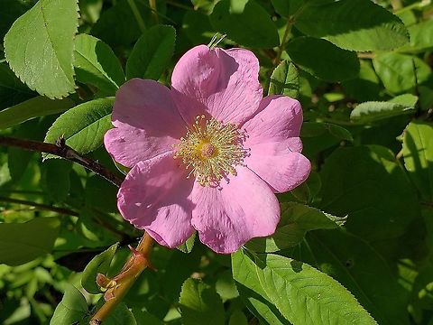 Swamp Rose At The Glendening Preserve This is a picture of a Swamp Rose at the Paris Glendening Preserve in Lothian, Maryland. Anne Arundel County,Geotagged,Lothian,Maryland,Paris Glendining Preserve,Rosa palustris,Spring,United States