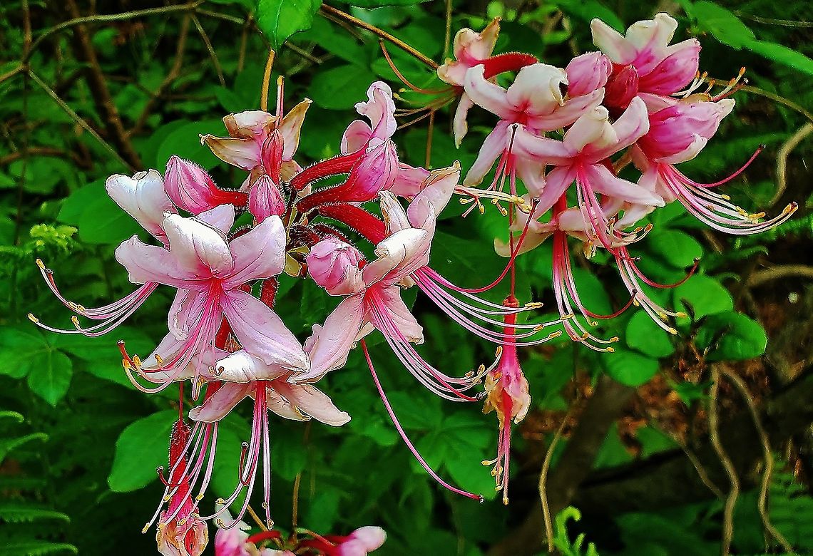Pink Azalea Flowers This is a picture of Rhododendron periclymenoides at the Jug Bay Natural Area in Upper Marlboro, Maryland.<br />
 Geotagged,Jug Bay Natural Area,Maryland,Pink azalea,Prince George's County,Rhododendron periclymenoides,Spring,United States,Upper Marlboro