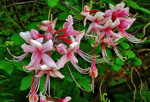 Pink Azalea Flowers This is a picture of Rhododendron periclymenoides at the Jug Bay Natural Area in Upper Marlboro, Maryland.
 Geotagged,Jug Bay Natural Area,Maryland,Pink azalea,Prince George's County,Rhododendron periclymenoides,Spring,United States,Upper Marlboro