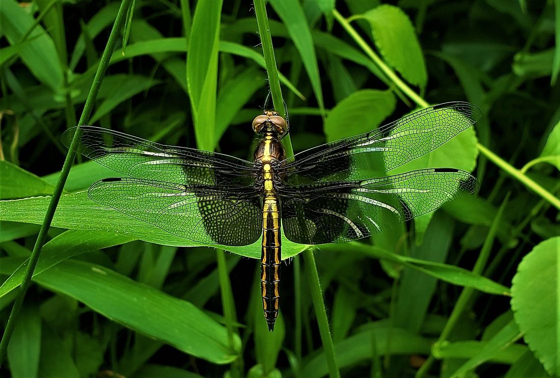 Widow Skimmer This is a picture of a Widow Skimmer on the North Tract of the Patuxent Research Refuge near Fort Meade, Maryland. Anne Arundel County,Geotagged,Libellula luctuosa,Maryland,Patuxent Research Refuge,Spring,United States,Widow Skimmer