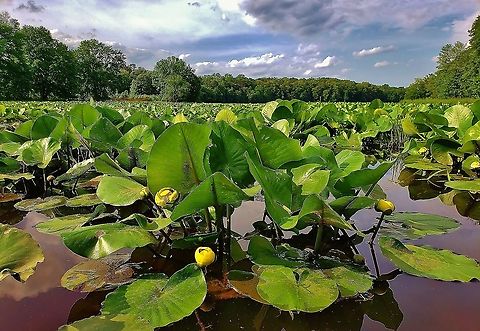 Spatterdock At Cash Lake This is a picture of Spatterdock at Cash Lake on the South Tract of the Patuxent Research Refuge near Laurel, Maryland. Geotagged,Maryland,Nuphar advena,Patuxent Research Refuge,Prince George's County,Spring,United States