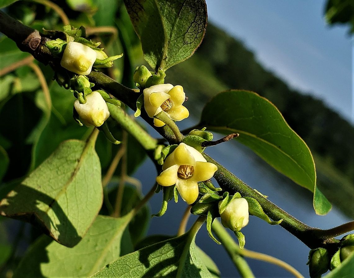 Persimmon Blossoms This is a picture of American Persimmon Blossoms on the North Tract of the Patuxent Research Refuge near Fort Meade, Maryland. Anne Arundel County,Diospyros virginiana,Geotagged,Maryland,Patuxent Research Refuge,Spring,United States