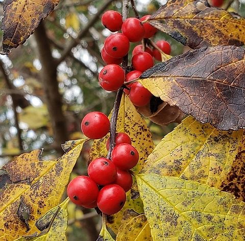 Winterberries This is a picture of some Winterberries at Kinder Farm Park in Millersville, Maryland. Anne Arundel County,Fall,Geotagged,Ilex verticillata,Kinder Farm Park,Maryland,Millersville,United States,Winterberry