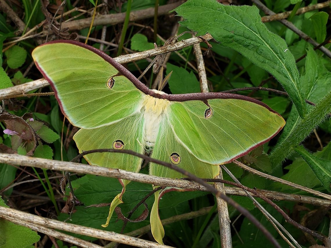 Luna Moth This is a picture of a Luna Moth at Kinder Farm Park in Millersville, Maryland. Actias luna,Geotagged,Luna Moth,Spring,United States