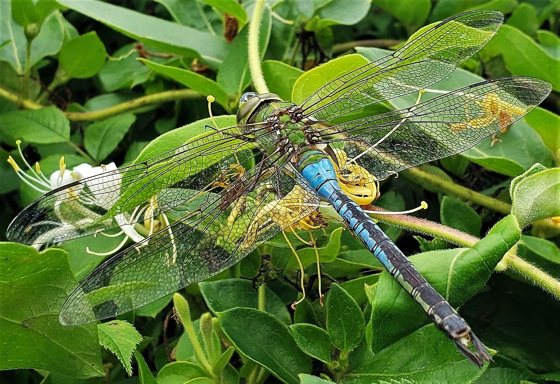 Common_Green_Darner This is a picture of a Common Green Darner at Kinder Farm Park in Millersville, Maryland. Anax junius,Geotagged,Green Darner,Summer,United States