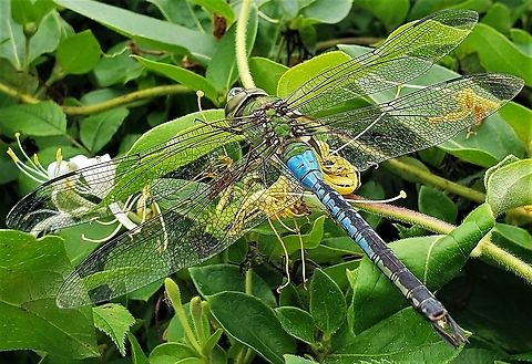 Common_Green_Darner This is a picture of a Common Green Darner at Kinder Farm Park in Millersville, Maryland. Anax junius,Geotagged,Green Darner,Summer,United States