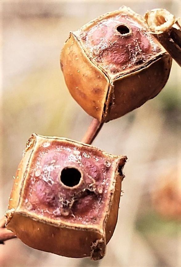 Seedbox Pods This is a picture of Ludwigia alternifolia at Kinder Fam Park in Millersville, Maryland. Geotagged,Ludwigia alternifolia,Rattlebox,United States,Winter