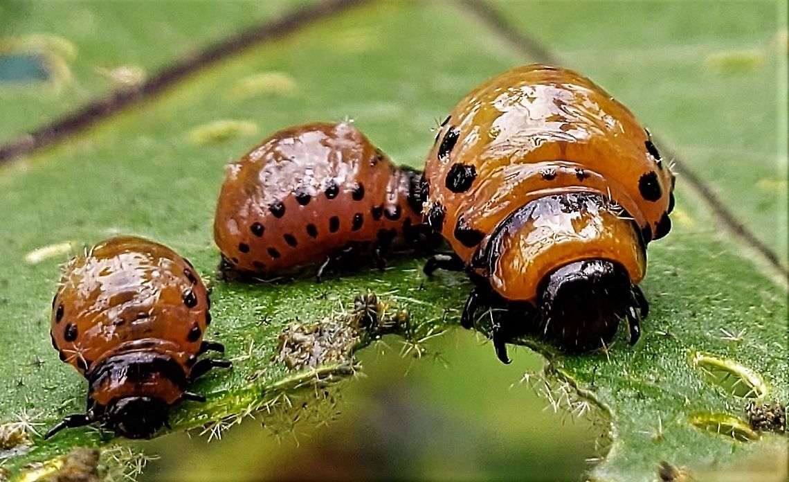 Colorado Potato Beetle Larvae This is a picture of Colorado Potato Beetle Larvae at Kinder Farm Park in Millersville, Maryland. Anne Arundel County,Colorado potato beetle,Geotagged,Kinder Farm Park,Leptinotarsa decemlineata,Maryland,Millersville,Summer,United States