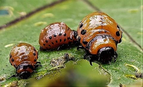 Colorado Potato Beetle Larvae This is a picture of Colorado Potato Beetle Larvae at Kinder Farm Park in Millersville, Maryland. Anne Arundel County,Colorado potato beetle,Geotagged,Kinder Farm Park,Leptinotarsa decemlineata,Maryland,Millersville,Summer,United States