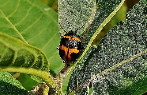 Milkweed Leaf Beetle This is a picture of Labidomera clivicollis at Kinder Farm Park in Millersville, Maryland. Geotagged,Labidomera clivicollis,Milkweed leaf beetle,Summer,United States