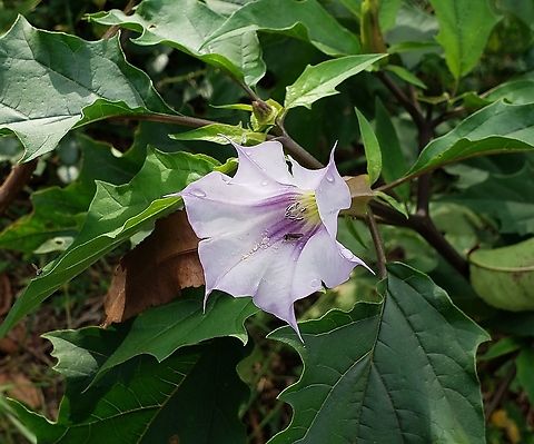 Jimsonweed At Kinder Farm Park This is a picture of Jimsonweed at Kinder Farm Park in Millersville, Maryland. Datura stramonium,Fall,Geotagged,Jimsonweed,United States