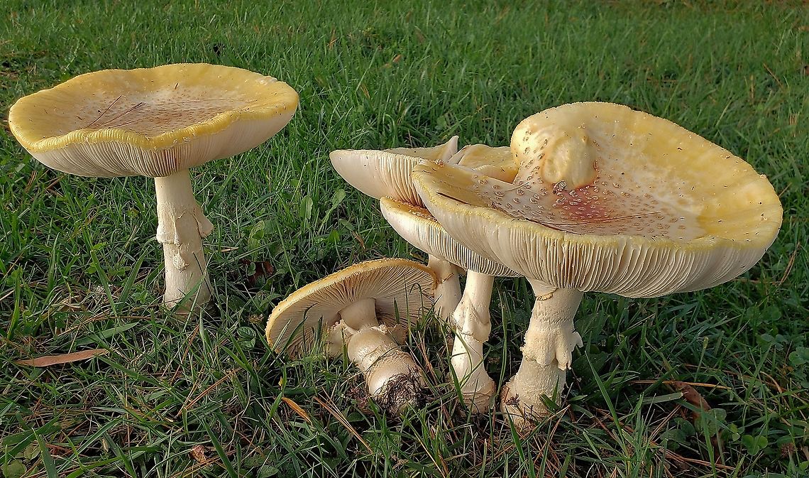 American Eastern Yellow Fly Agaric This is a picture of Amanita muscaria'' var. ''guessowii at Kinder Farm Park in Millersville, Maryland. Amanita muscaria var. guessowii,American Eastern Yellow Fly Agaric,Fall,Geotagged,United States