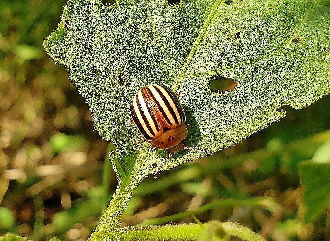 False Potato Beetle At Kinder Farm Park This is a picture of a False Potato Beetle at Kinder Farm Park in Millersville, Maryland. False potato beetle,Geotagged,Leptinotarsa juncta,Summer,United States
