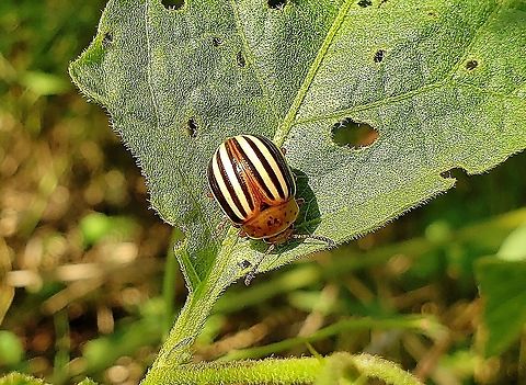 False Potato Beetle At Kinder Farm Park This is a picture of a False Potato Beetle at Kinder Farm Park in Millersville, Maryland. False potato beetle,Geotagged,Leptinotarsa juncta,Summer,United States