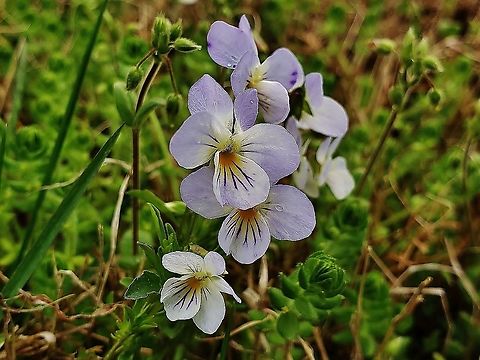 American Field Pansies At Kinder Farm Park. This is a picture of American Field Pansies at Kinder Farm Park in Millersville, Maryland. American field pansy,Geotagged,Spring,United States,Viola bicolor