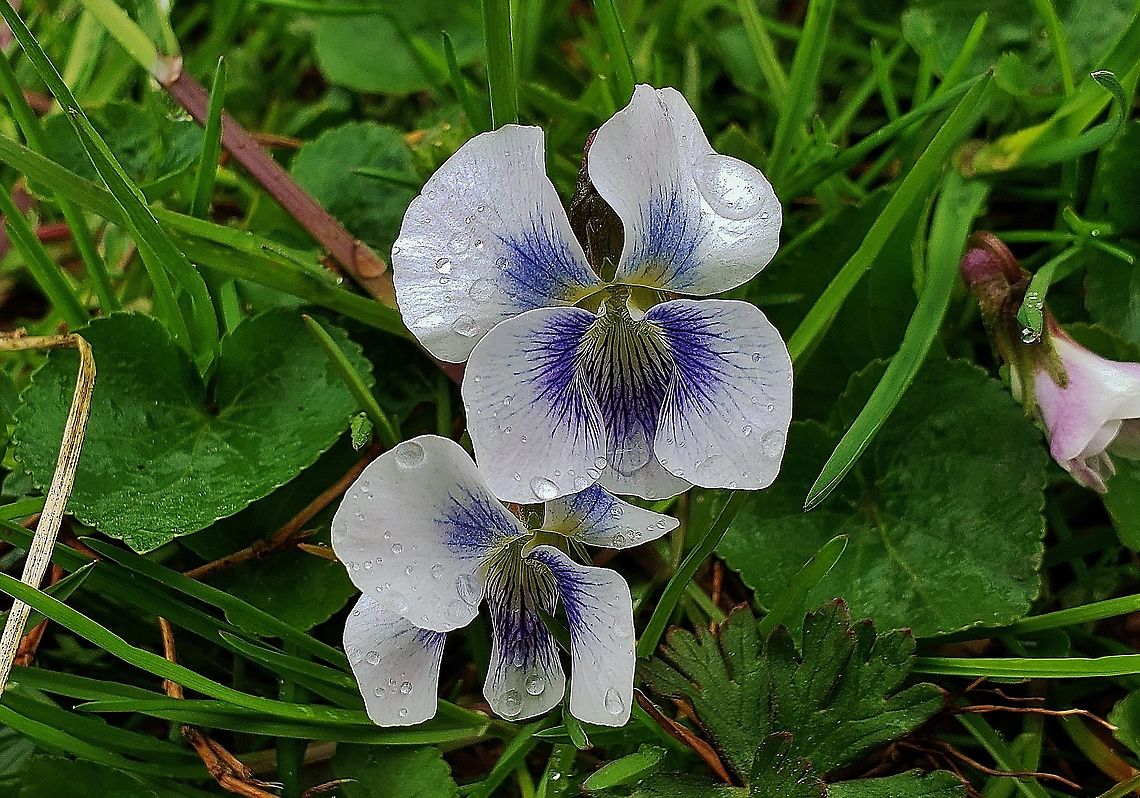 Common Blue Violet At Kinder Farm This is a picture of Common Blue Violets at Kinder Farm Park in Millersville, Maryland.  Geotagged,Spring,United States,Viola  sororia,Viola sororia