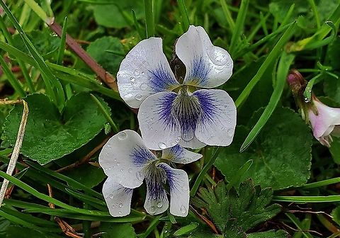 Common Blue Violet At Kinder Farm This is a picture of Common Blue Violets at Kinder Farm Park in Millersville, Maryland.  Geotagged,Spring,United States,Viola  sororia,Viola sororia