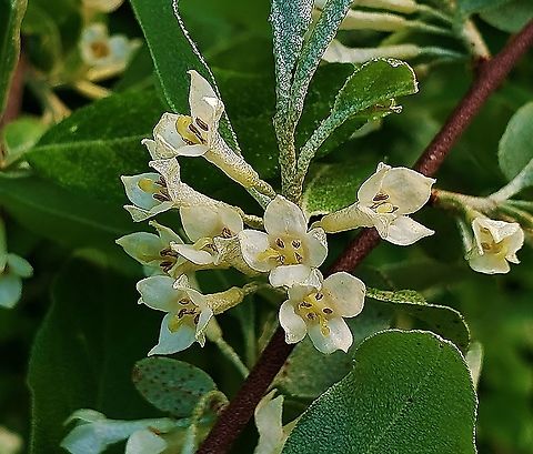 Autumn Olive At Kinder Farm Park This is a picture of Autumn Olive at Kinder Farm Park in Millersville, Maryland.  Autumn olive,Elaeagnus umbellata,Geotagged,Spring,United States