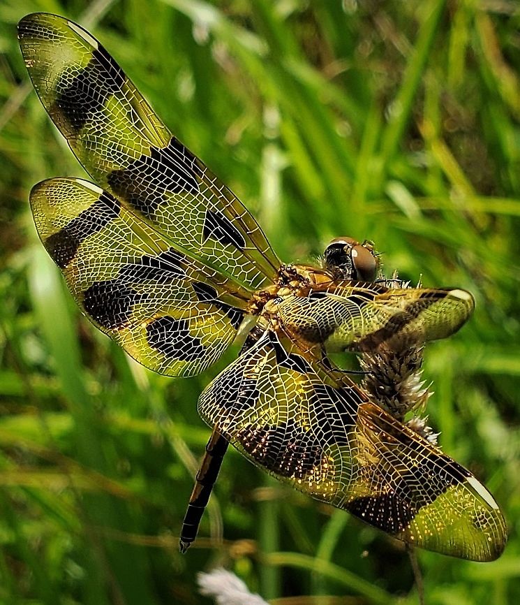 Halloween Pennant At North Tract This is a picture of a Halloween Pennant on the North Tract of the Patuxent Research Refuge near Fort Meade, Maryland. Celithemis eponina,Geotagged,Halloween Pennant,Summer,United States