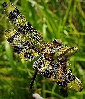 Halloween Pennant At North Tract This is a picture of a Halloween Pennant on the North Tract of the Patuxent Research Refuge near Fort Meade, Maryland. Celithemis eponina,Geotagged,Halloween Pennant,Summer,United States