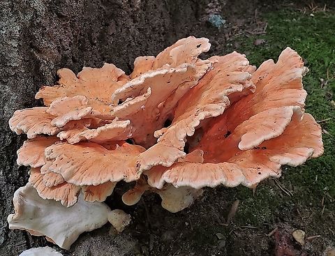 White-Pored Chicken Of The Woods This is a picture of Laetiporus cincinnatus on the North Tract of the Patuxent Research Refuge near Fort Meade, Maryland. Geotagged,Laetiporus cincinnatus,Summer,United States,White-Pored Chicken of the Woods