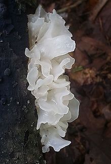 Snow Fungus At North Tract This is a picture of Snow Fungus on the North Tract of the Patuxent Research Refuge near Fort Meade, Maryland. Geotagged,Snow Fungus,Summer,Tremella fuciformis,United States