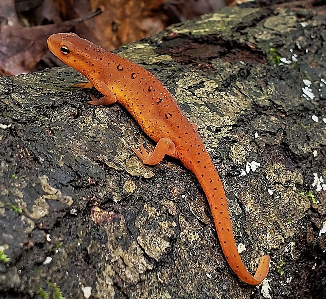 Eastern Newt At North Tract This is a picture of an Eastern Newt on the North Tract of the Patuxent Research Refuge near Fort Meade, Maryland. Eastern newt,Geotagged,Notophthalmus viridescens,Summer,United States