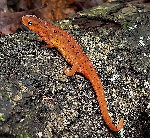 Eastern Newt At North Tract This is a picture of an Eastern Newt on the North Tract of the Patuxent Research Refuge near Fort Meade, Maryland. Eastern newt,Geotagged,Notophthalmus viridescens,Summer,United States