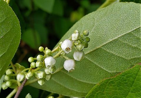 Maleberry At South Tract This is a picture of Lyonia ligustrina on the South Tract of the Patuxent Research Refuge near Laurel, Maryland. Geotagged,Lyonia  ligustrina,Lyonia ligustrina,Spring,United States
