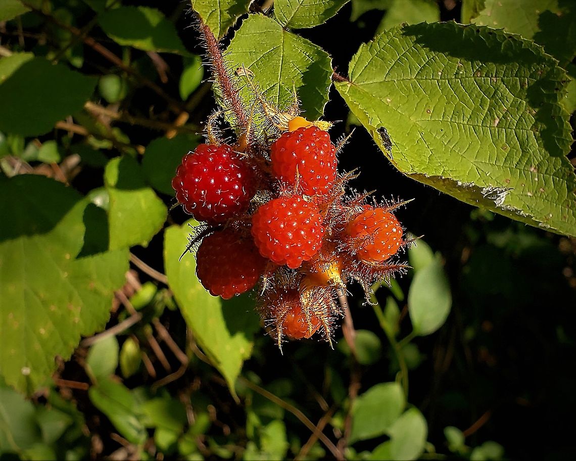 Wineberry This is a picture of Rubus phoenicolasius on the North Tract of the Patuxent Research Refuge near Fort Meade, Maryland. Geotagged,Rubus phoenicolasius,Summer,United States