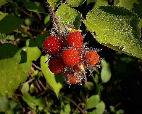 Wineberry This is a picture of Rubus phoenicolasius on the North Tract of the Patuxent Research Refuge near Fort Meade, Maryland. Geotagged,Rubus phoenicolasius,Summer,United States
