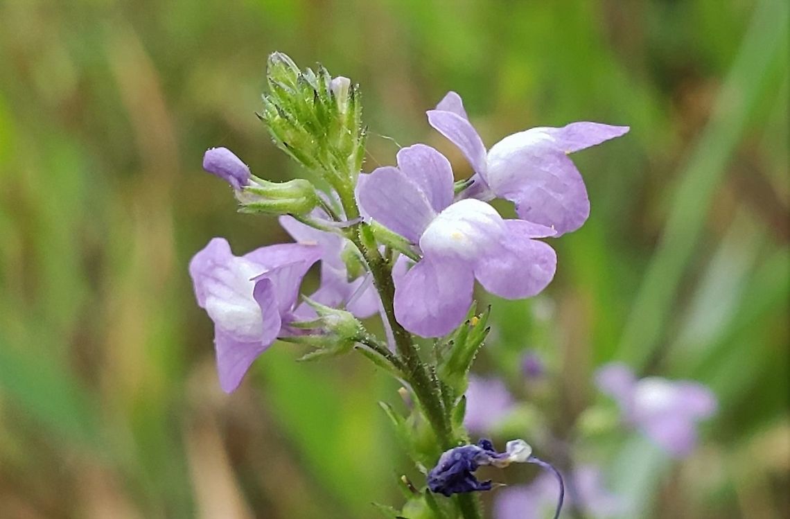 Blue Toadflax At South Tract This is a picture of Blue Toadflax on the South Tract of the Patuxent Research Refuge near Laurel, Maryland. Blue toadflax,Geotagged,Nuttallanthus canadensis,Spring,United States