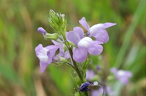 Blue Toadflax At South Tract This is a picture of Blue Toadflax on the South Tract of the Patuxent Research Refuge near Laurel, Maryland. Blue toadflax,Geotagged,Nuttallanthus canadensis,Spring,United States